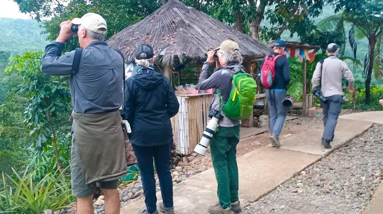 Birdwatching Kian Diminati Wisatawan Mancanegara di Desa Wisata Wae Lolos
