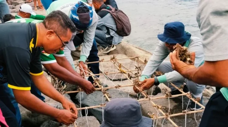 Kemenag Flores Timur Tanam 450 Fragmen Karang di Pantai Batumea