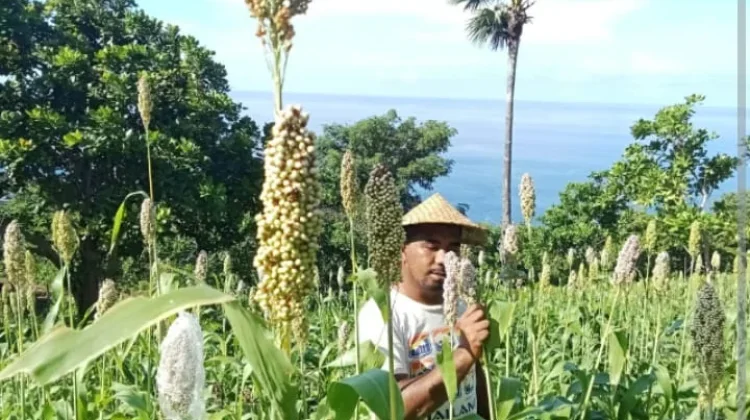 Sorgum Jadi Andalan Komunitas Gebetan Kembangkan Lahan Kering Berkelanjutan