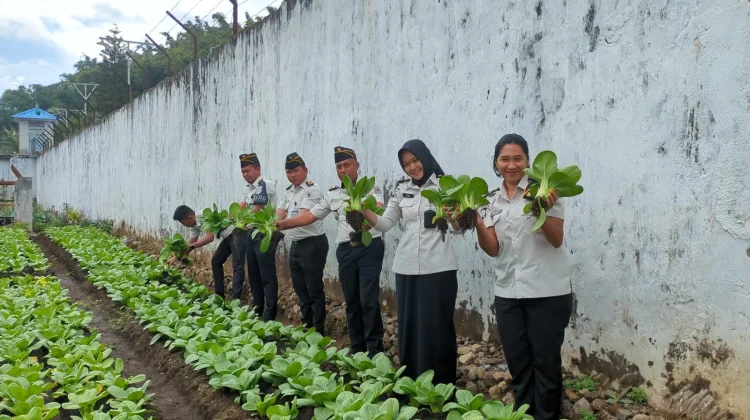 Rutan Bajawa Panen Pakcoi, Bekali Warga Binaan Keterampilan Bertani