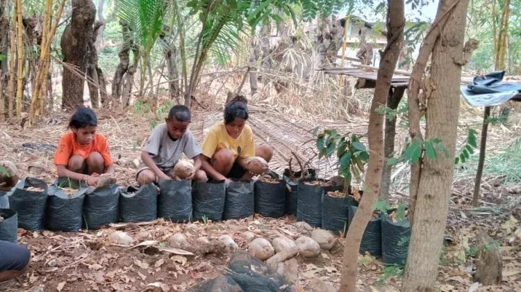 Penyuluh Agama Katolik Ajak Anak Cintai Lingkungan Lewat Pembibitan Kelapa