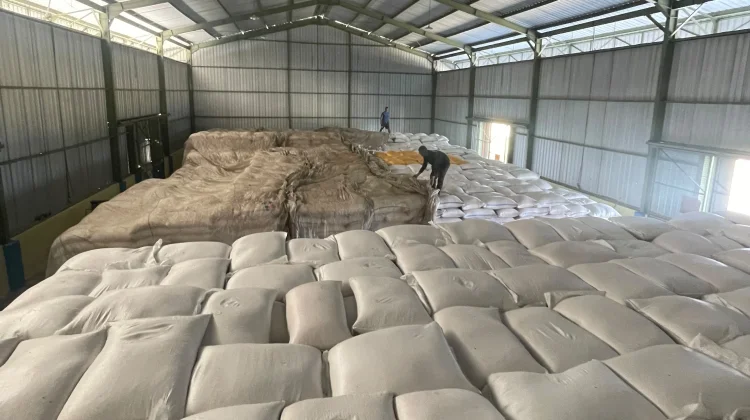 Bantu Petani, BULOG NTT Serap 2.330 Ton Jagung untuk Pakan Ternak