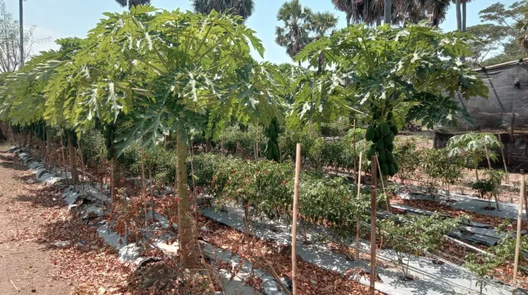 BUMDes Waiara Kembangkan Hortikultura untuk Ketahanan Pangan