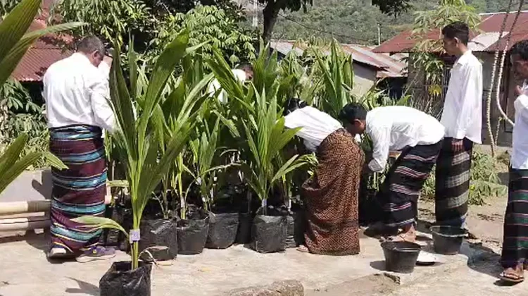 Bibit Kelapa Genjah Bersertifikat Dukung Produktivitas Petani Ende Meningkat