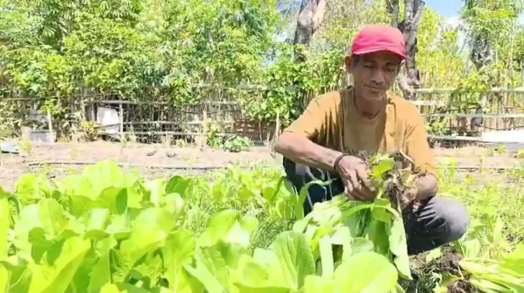 Efisiensi Anggaran Paksa Kontraktor Sikka Beralih Jadi Petani Hortikultura