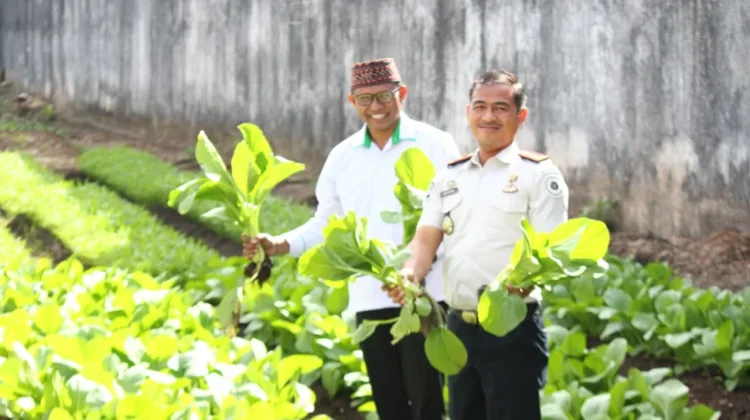 Rutan Larantuka Panen Perdana Sayur Organik, Wujud Program Ekoteologi Kemenag
