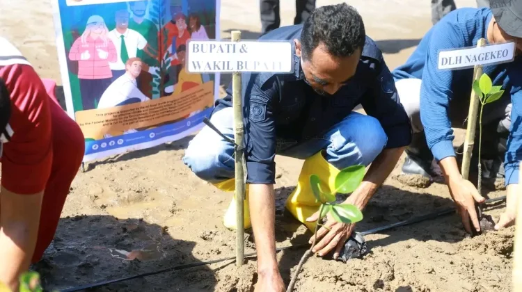 Wabup Nagekeo Ajak Masyarakat Lestarikan Mangrove