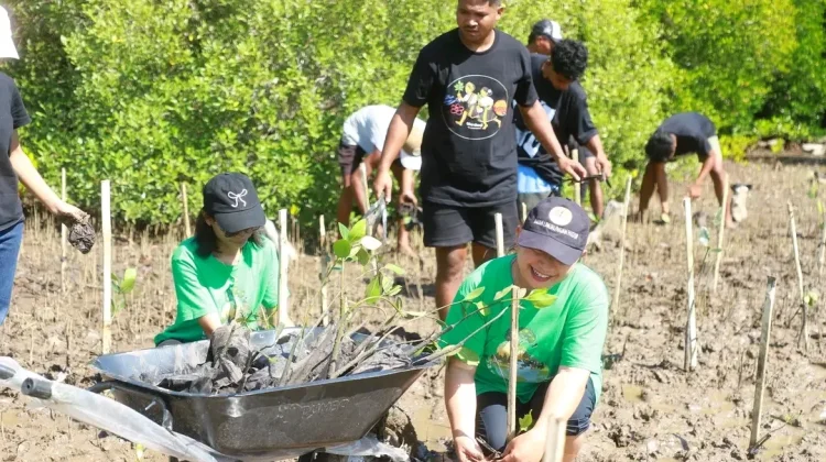 Dua Ribu Mangrove Ditanam di Pesisir Nagelewa