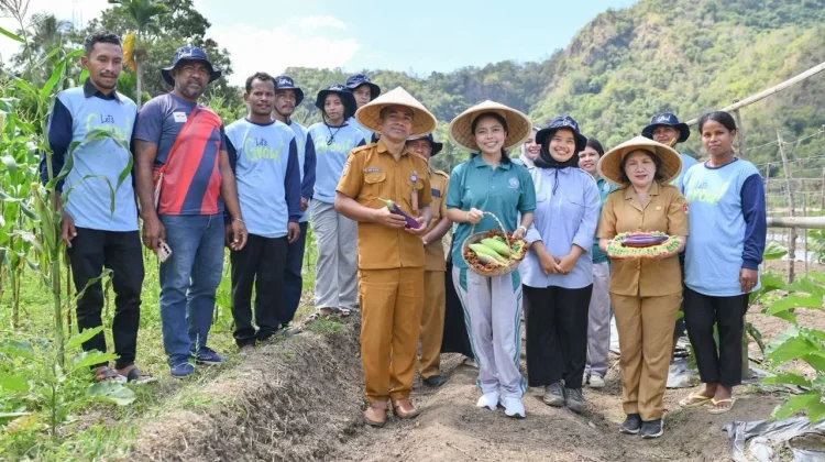 Panen Bersama Perkuat Semangat Petani Milenial Sikka Berkelanjutan