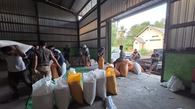 Bulog Maumere Serap Gabah Beras Jagung Sesuai HPP Pemerintah
