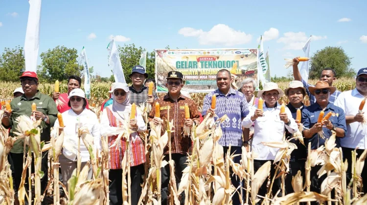Gema Agung Dicanangkan, NTT Dorong Agribisnis Jagung dari Hulu ke Hilir