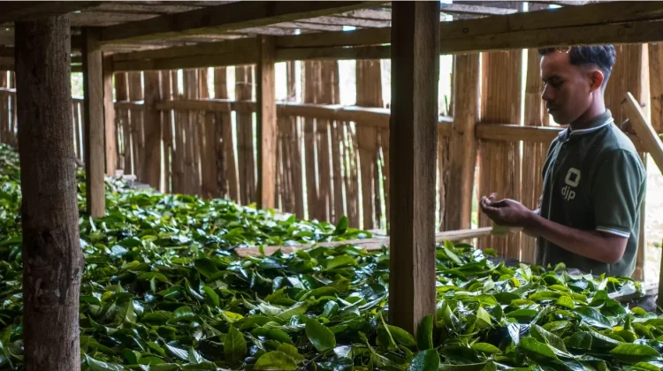 Tanaman Aromatik Buka Peluang Ekonomi Petani