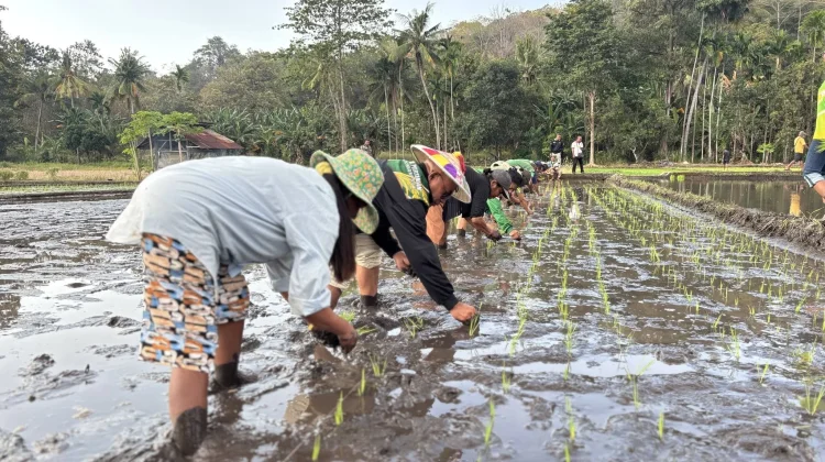 Benih Seragam Dibutuhkan Petani Waikomo untuk Tingkatkan Produksi