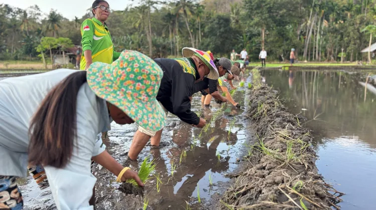 Alsintan Terbatas Hambat Pengolahan dan Pascapanen Sawah Waikomo