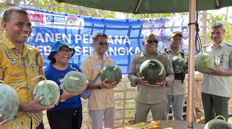 Pemuda Tani Lembata Raup Rp15 Juta dari Panen Perdana Semangka