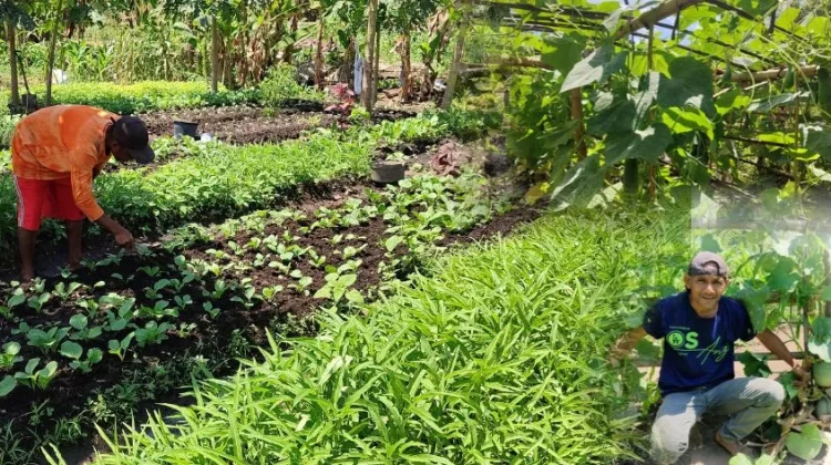 Pertanian Organik Jadi Upaya Penyintas Lewotobi Bangkit di Hunian Sementara