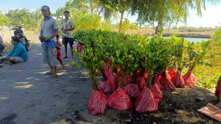 Tanam 3.000 Mangrove, PLN UIP Nusra Dorong Ekowisata Padak Puar Lombok
