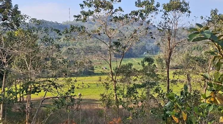 Aktivitas Pertanian Warga Desa Lamba Keli Masih Terhenti Pascagempa