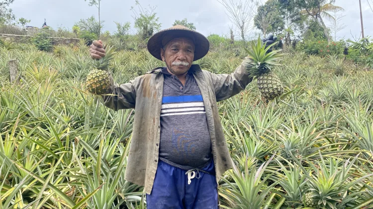 Nanas Lokal Kampung Ndole, Mbeliling Masuk Rantai Pasok Labuan Bajo