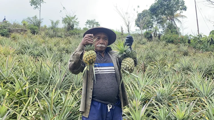 Petani Golo Damu, Mbeliling Kembangkan Nanas di Lahan Hampir 2 Hektare