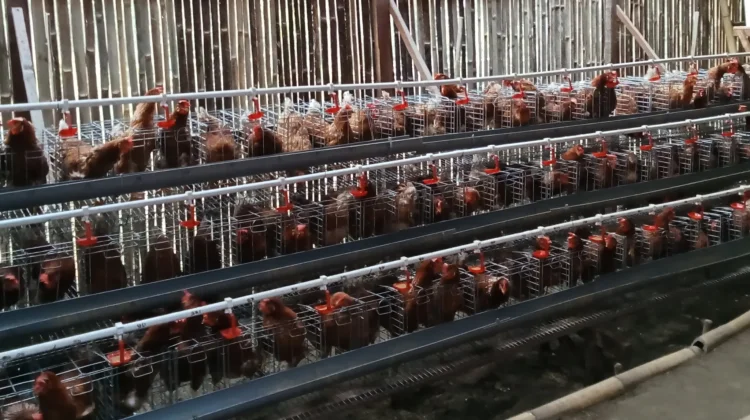 BUMDes Wolokota Prioritaskan Hasil Penjualan Telur untuk Pakan