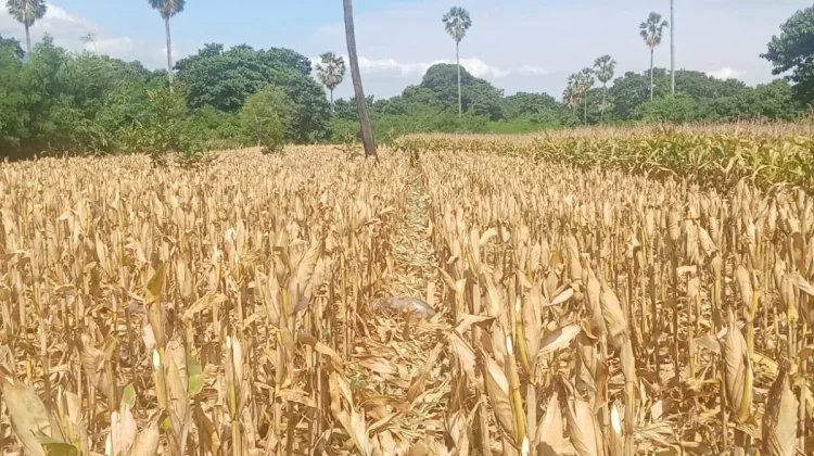 Kemarau Panjang, Petani Flotim Disarankan Beralih ke Hortikultura