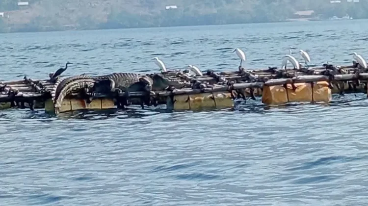 Buaya Muara Aktif di Pesisir Flores Timur, Warga Diminta Waspada