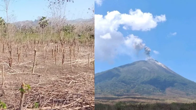 Ile Ape dan Ile Ape Timur Hadapi Dampak Ganda pada Pertanian