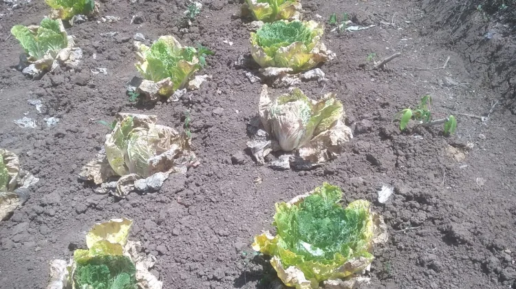 Kemarau Tekan Produktivitas Petani Sayur Wolokelo