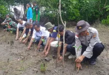 AWAS Tanam 270 Mangrove di Nangahale