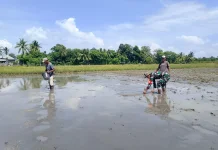 Babinsa Koramil Elar Turun ke Sawah, Bantu Petani Panen Bibit Padi