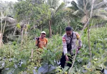 Bhabinkamtibmas Baopaat Monitoring Kebun Hortikultura Warga