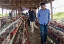 Dapur MBG Survei Kualitas Telur Peternakan, Pastikan Kualitas Pangan