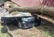 Mobil Tertimpa Trembesi Tumbang Dini Hari