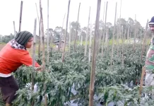 Program MBG Dongkrak Harga dan Serap Hasil Tani di Manggarai
