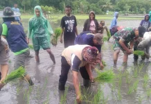 Perkuat Ketahanan Pangan, Satgas TMMD Kodim 1603/Sikka Tanam Padi di Magepanda