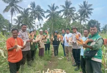 Sinergi Polri dan Petani Hasilkan 10,4 Ton Jagung di Rindiwawo