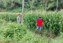 Bhabinkamtibmas  Pruda Monitoring Jagung Hibrida Dukung Ketahanan Pangan