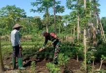 Babinsa Koramil 1624-02/Adonara Dampingi Petani di Kiwangon Flotim