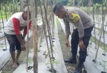 Bhabinkamtibmas Sikka Kawal Program Ketahanan Pangan Desa