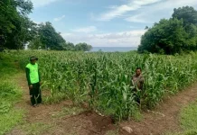 Bhabinkamtibmas Polres Sikka Pantau Jagung Hibrida