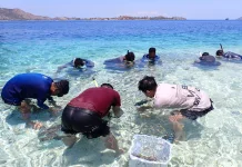 Nelayan Labuan Bajo Bersatu Restorasi Terumbu Karang Rusak