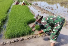 Dukung Ketahanan Pangan, Babinsa Elar Bantu Petani Panen Bibit Padi