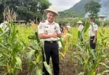 Warga Binaan Lapas Ende Panen Hasil Kebun