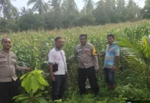 Bhabinkamtibmas Waihawa Pantau Tanaman Jagung Kelompok Tani