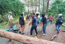 Penyuluh KB Manggarai Jadi Korban Pohon Tumbang di Jalur Borong–Ruteng