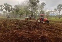 PT SMJ Kembangkan 200 Hektare Jagung di Lembata