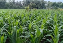 Seribu Petani Ditargetkan Ikut Panen Raya Jagung di Lembata