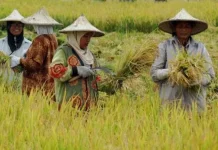 Penguatan Pertanian Ende Buka Peluang Investasi Sektor Pangan