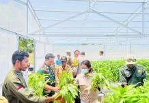 Panen Perdana Hidroponik Dorong Ketahanan Pangan Desa